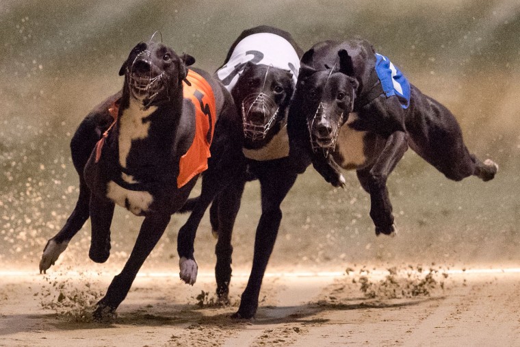 Greyhound racing in south africa